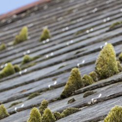 Roof Cleaning