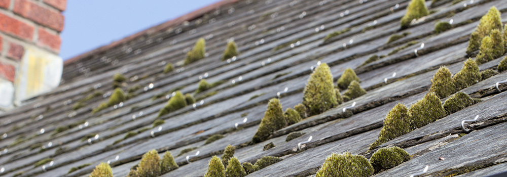 Roof Cleaning