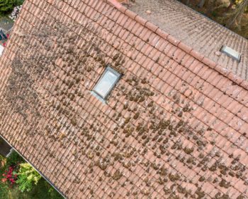 Mossy Roof