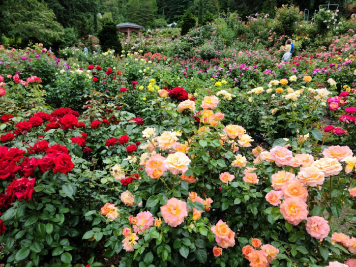 International Rose Test Garden