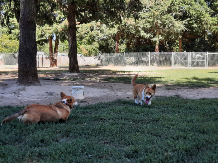 Hazeldale Park/ Dog park