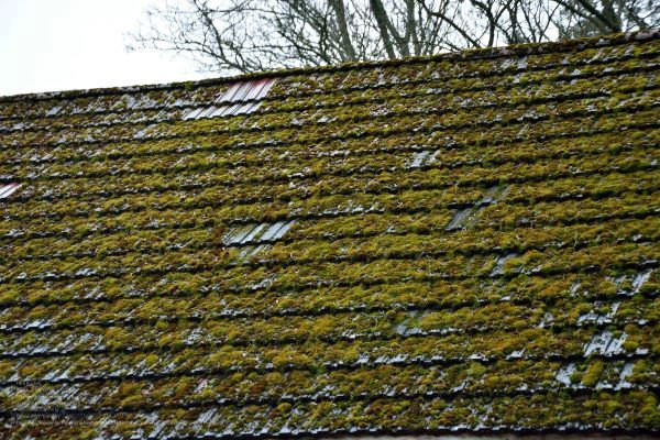 Roof Cleaning Company In Portland Or