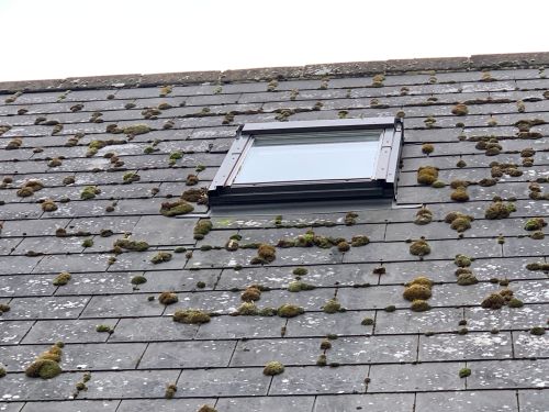 Moss Removal With Roof Cleaning