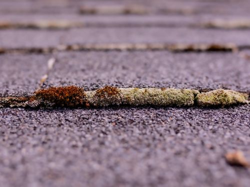Moss And Algae Growth On An Asphalt Shingles